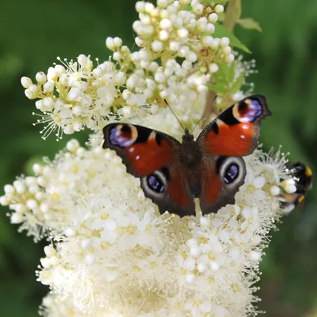 Bender Mit Terrasse Und Garten Straden