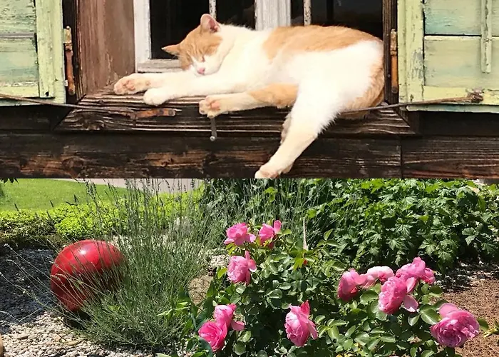 Bender Mit Terrasse Und Garten