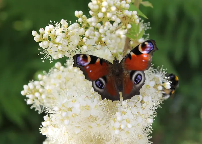 Bender Mit Terrasse Und Garten Straden